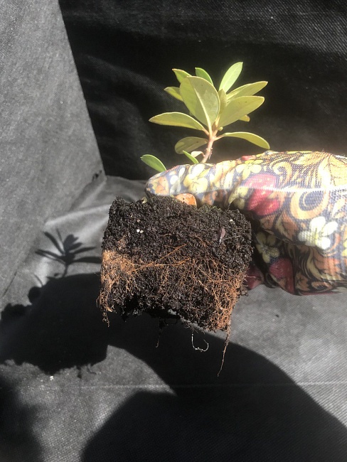 Рододендрон Гаага 1 шт Р9